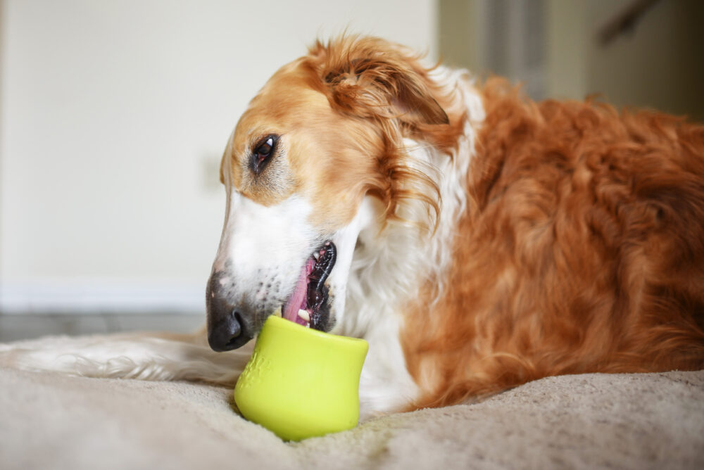 How to Use a Kong Dog Toy - Stuffing Ideas! 