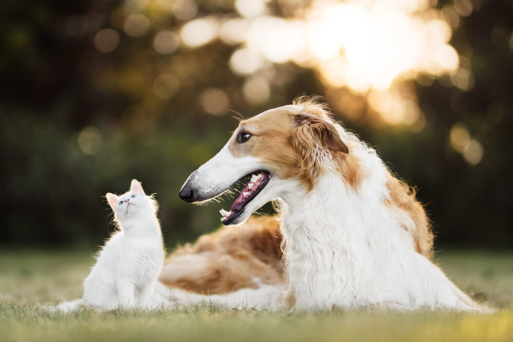 Dog and Cat