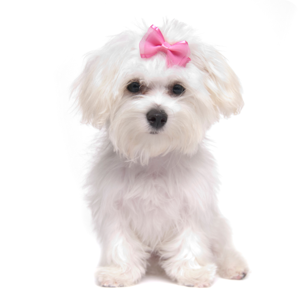 5 Popular Toy Dog Breeds - Dogs in Englewood NJ | Silver Nickel Puppies