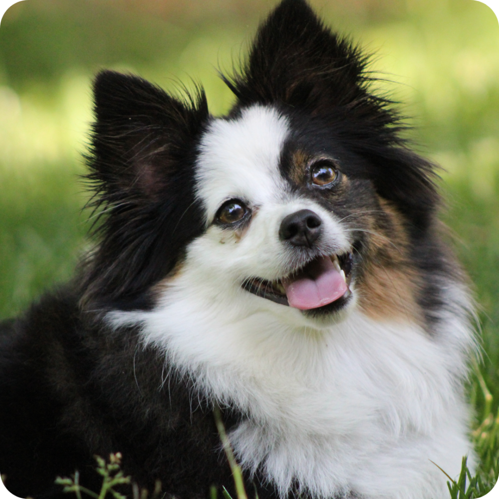 Top 10 Best Small Dog Breeds | Nylabone