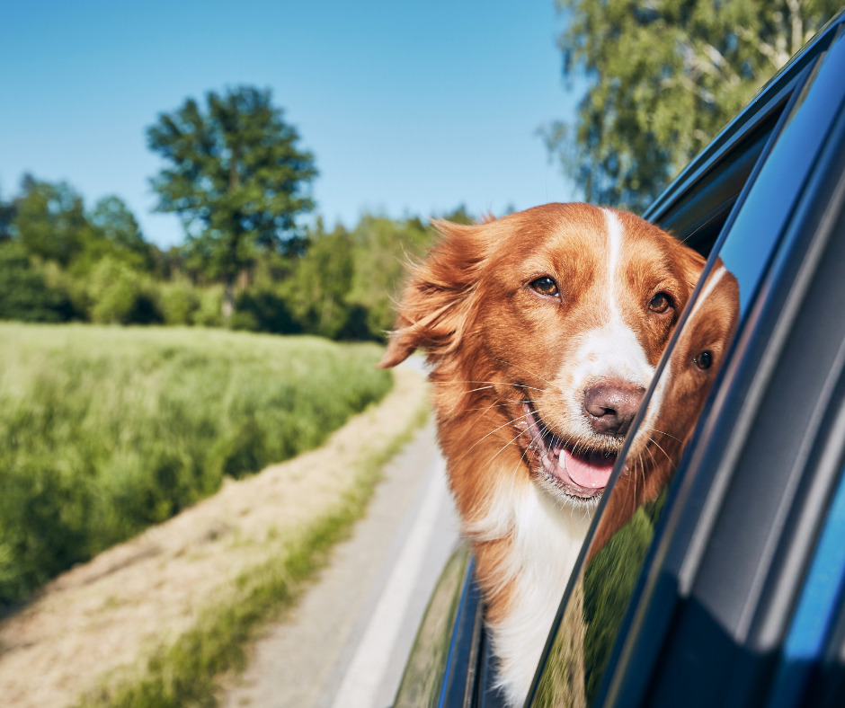 Dog Hanging Out Car Window