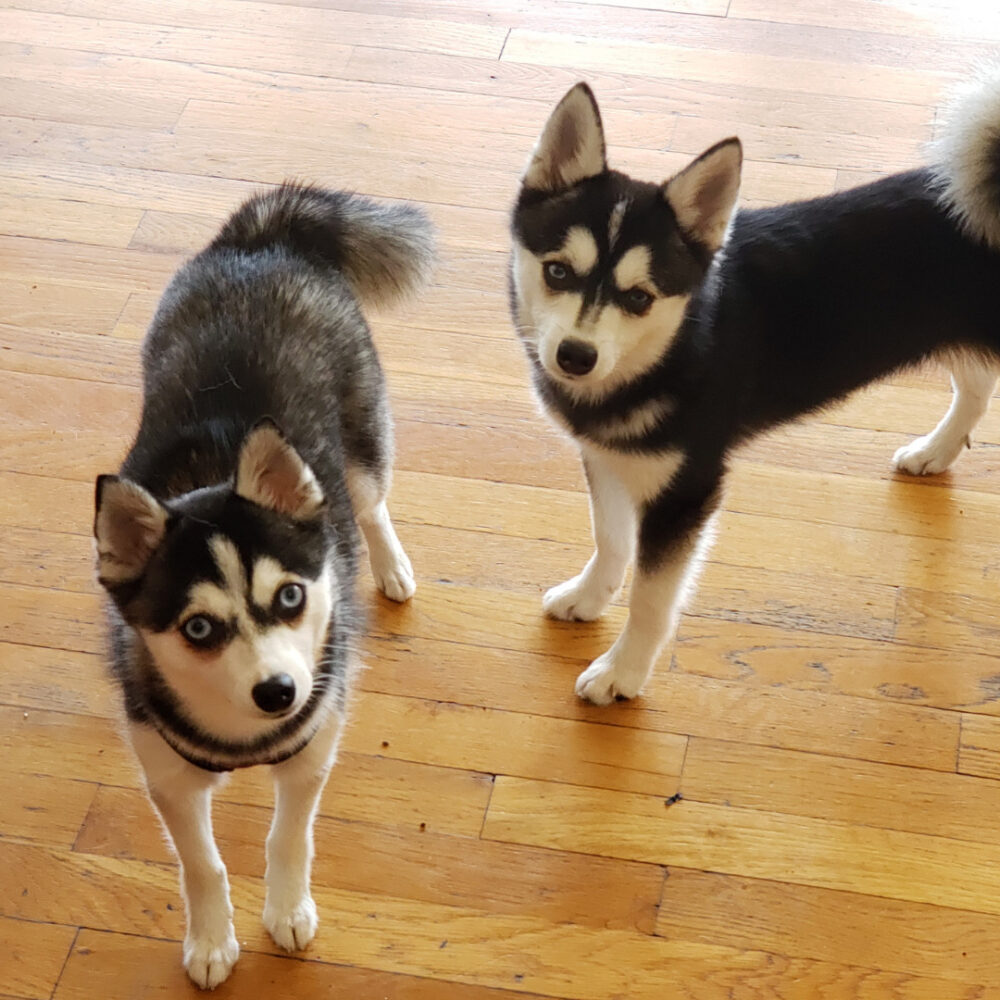 Two Mini Huskies