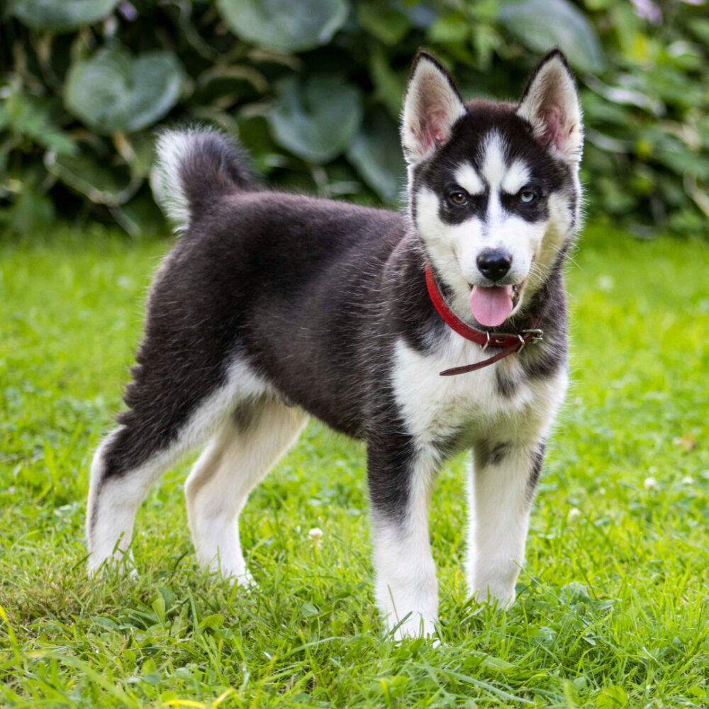 Puppies that best sale look like huskies