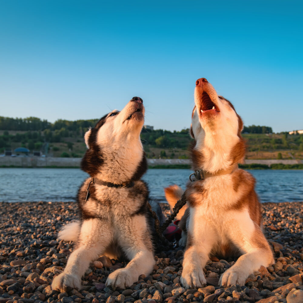 Howling Husky Puppers