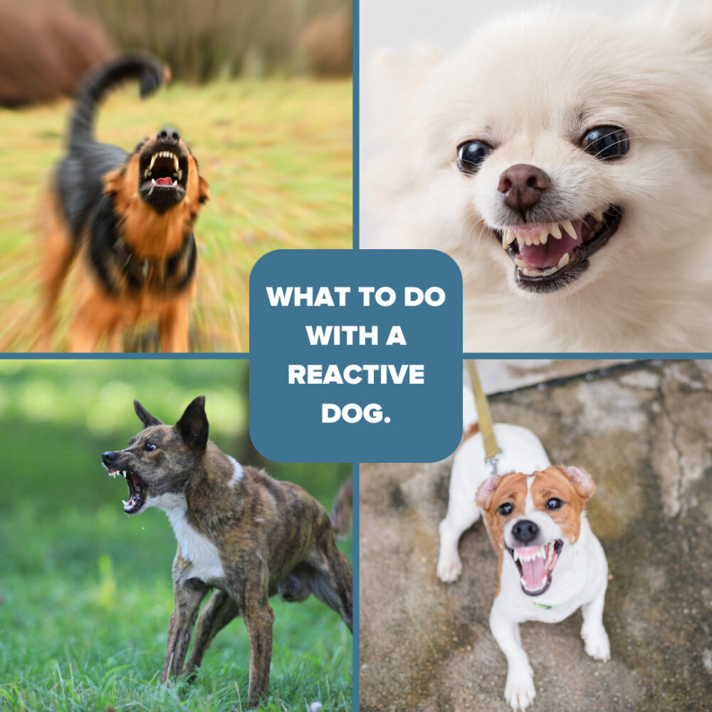 How to help reactive dogs