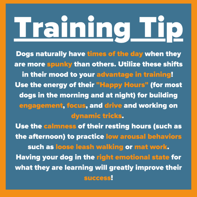 Reactive Dog Training Tip