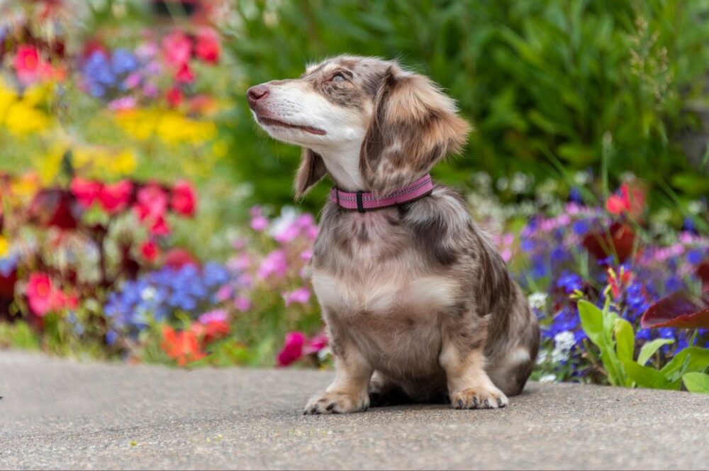 Dapple Dachshund SpiritDog Training